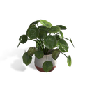 圆碗小盆栽
