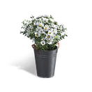 铁桶白花盆栽
