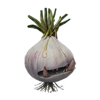 恶臭球根