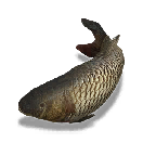 鲤鱼