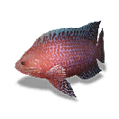 孔雀鱼