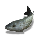海鲈鱼