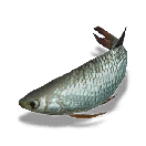 鳙鱼