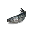 沙丁鱼