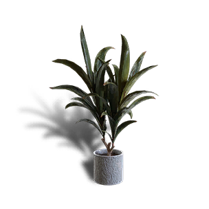 绿叶朱蕉盆栽