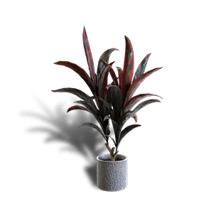 红叶朱蕉盆栽