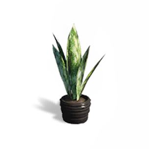虎皮兰盆栽