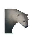 北极熊