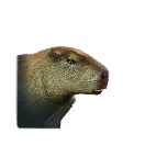 水豚