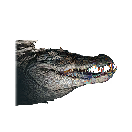 鳄鱼