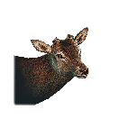 小鹿