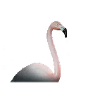 火烈鸟