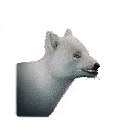 狐狸
