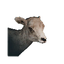 小羊