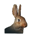 兔子