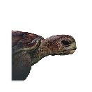 鳄龟