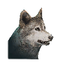 狼