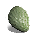 仙人掌