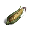 玉米
