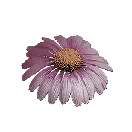 紫锥菊