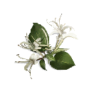 金银花