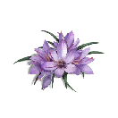 藏红花