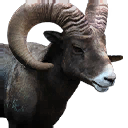 公羊