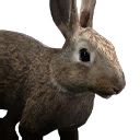 兔子