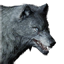 狼